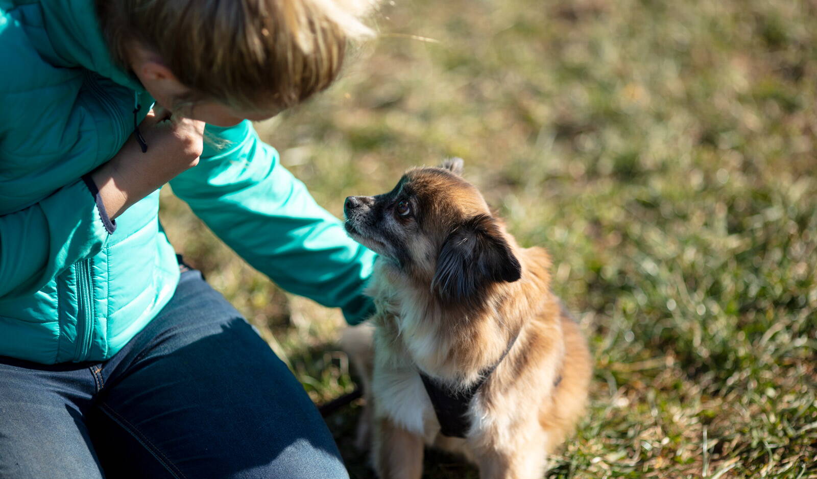 Familienhund